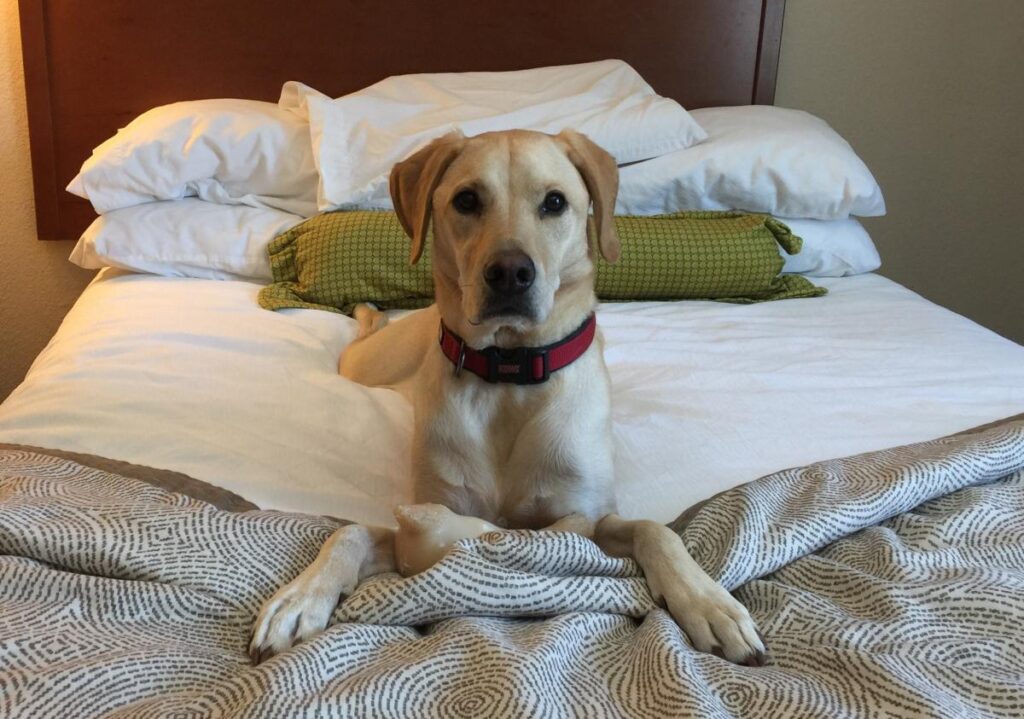 Can You Leave a Dog in a Hotel Room