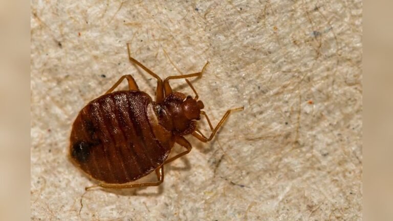 Can Bed Bugs Travel in Your Hair: Shocking Truth Revealed!